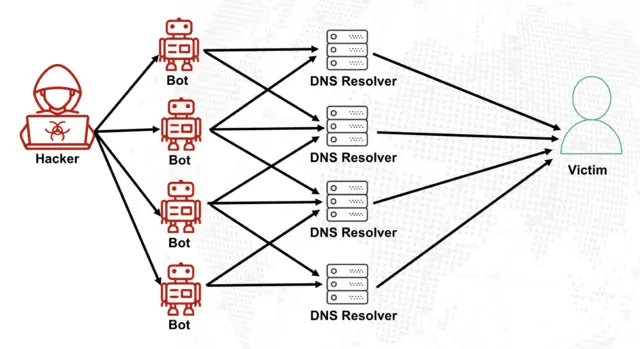 dns amp コレクション レコード